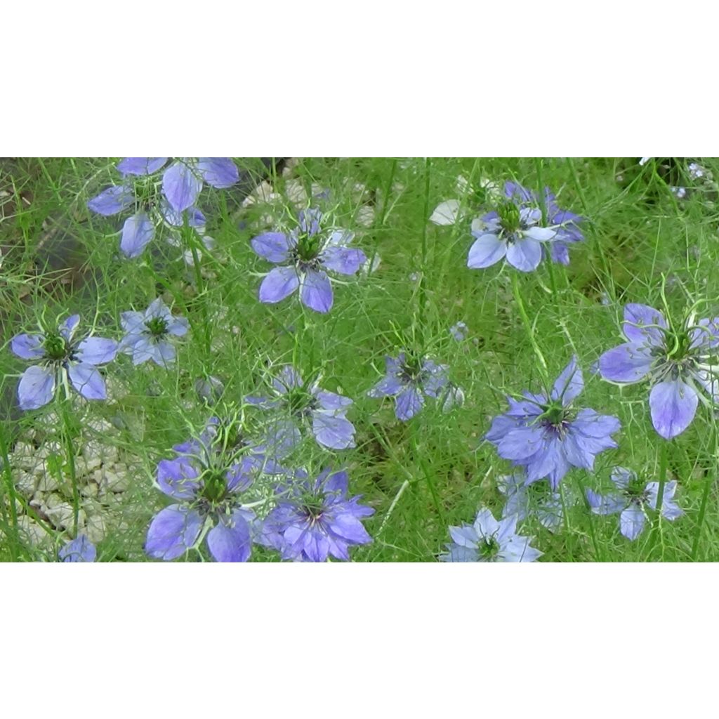 Nigella damascena Miss Jekyll Blue - Arañuela