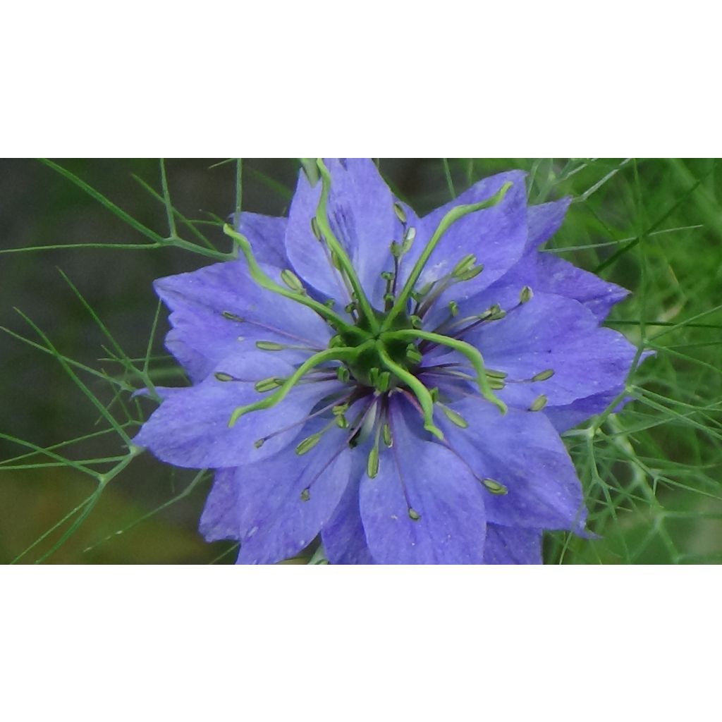 Nigella damascena Moody Blues - Arañuela