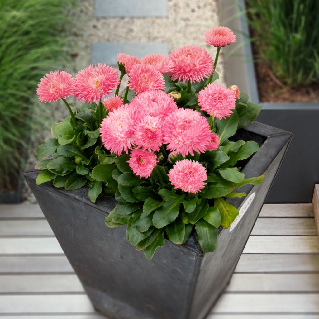 Bellis Perennis Robella enrobées - Margarita de los prados