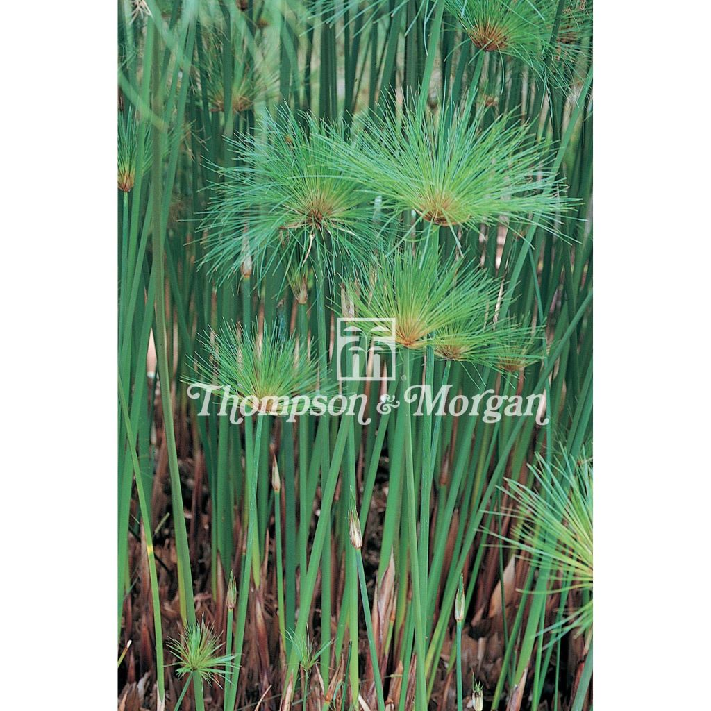 Cyperus papyrus (semillas) - Papiro