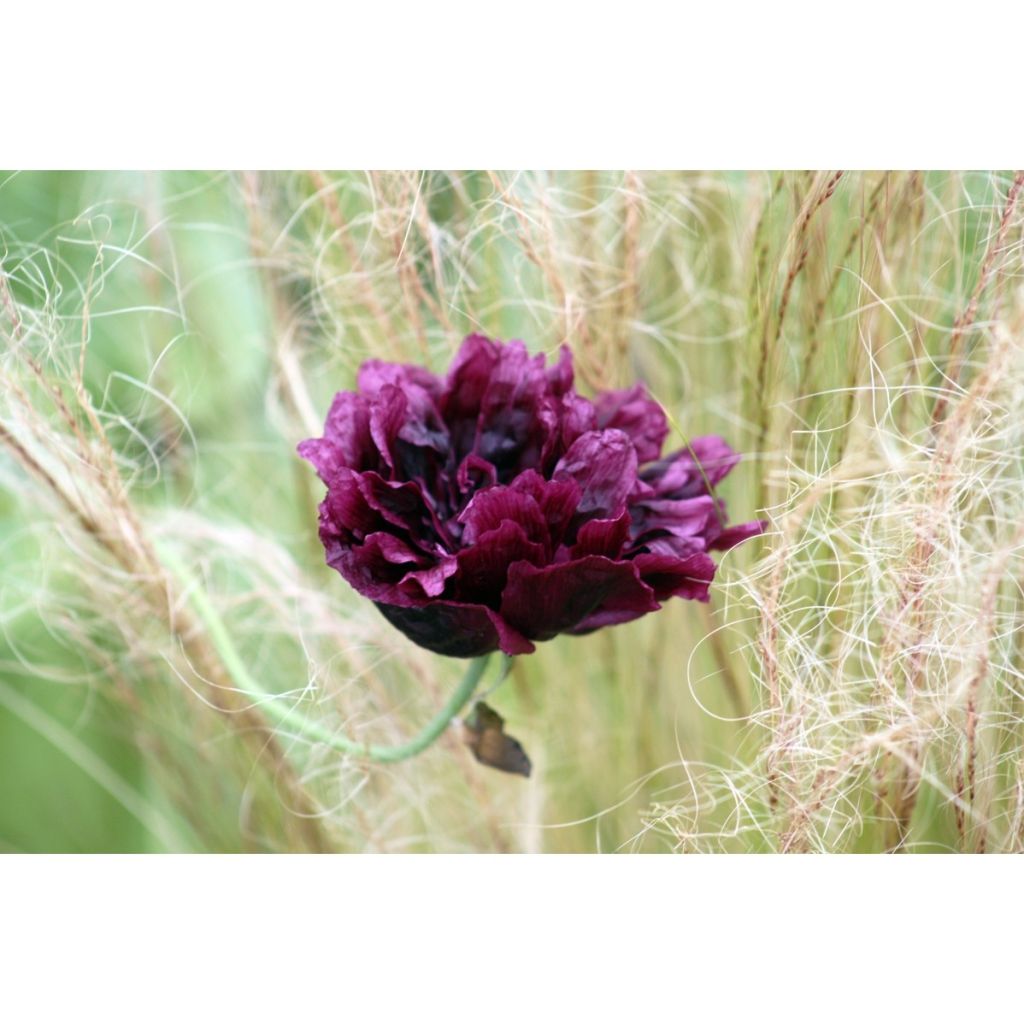 Adormidera Black Peony - Papaver somniferum