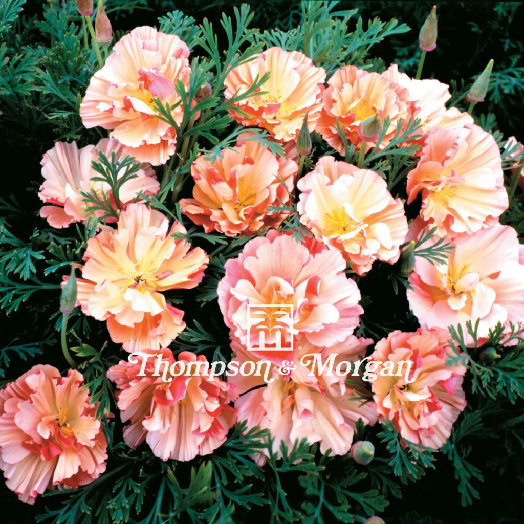 Eschscholzia californica Appleblossom - Amapola de California