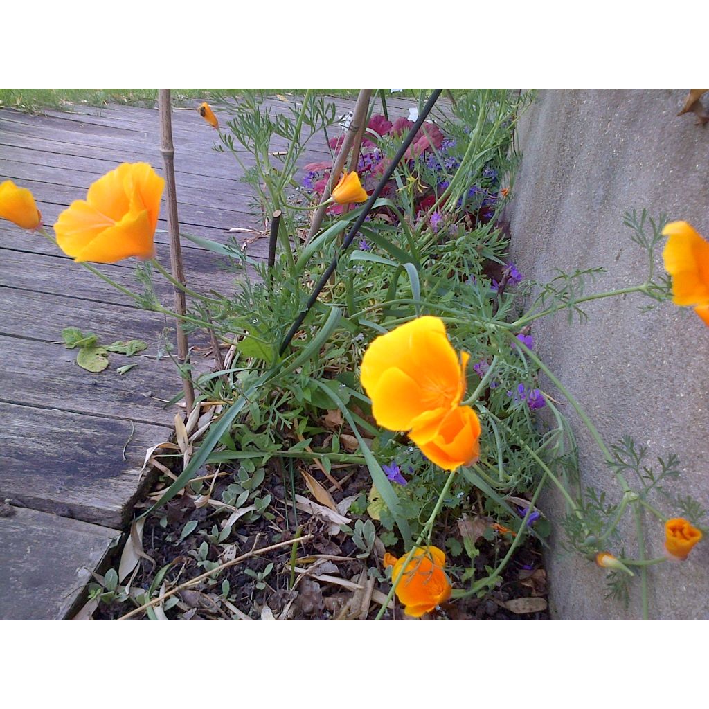 Eschscholzia californica Sun shades - Amapola de California