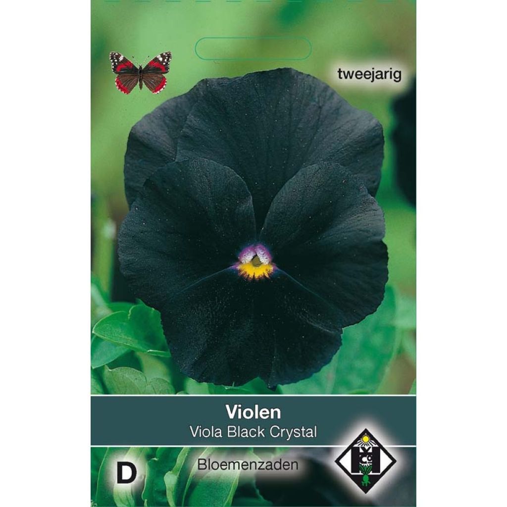 Viola Black Cristal - Violeta