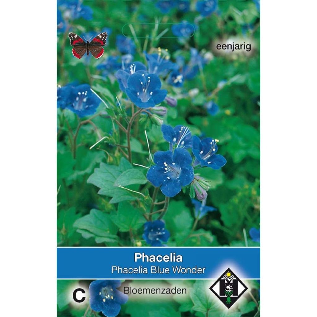 Phacelia campanularia Blue Wonder