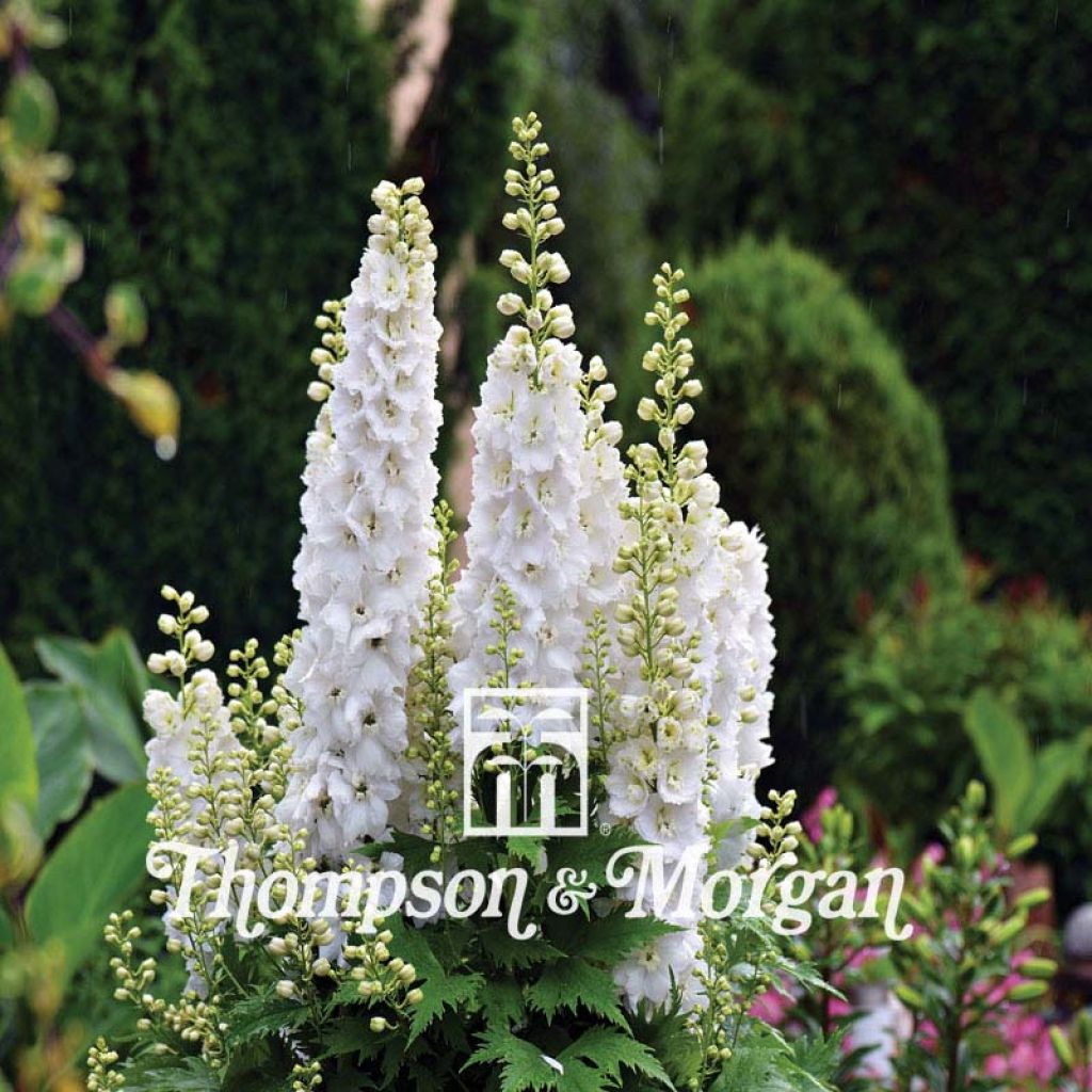 Espuela de caballero - Delphinium consolida Qis White (semillas Thompson & Morgan)