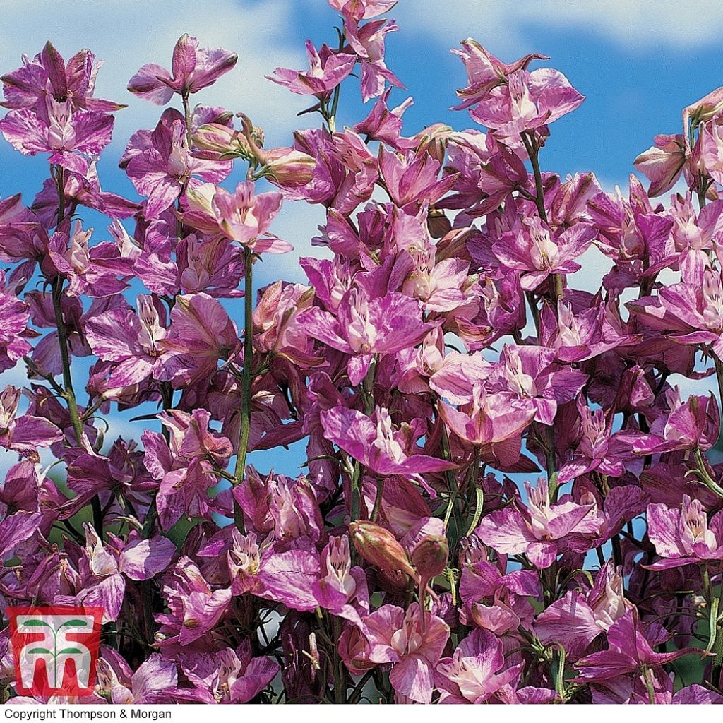 Espuela de caballero - Delphinium ajacis Splish Splash