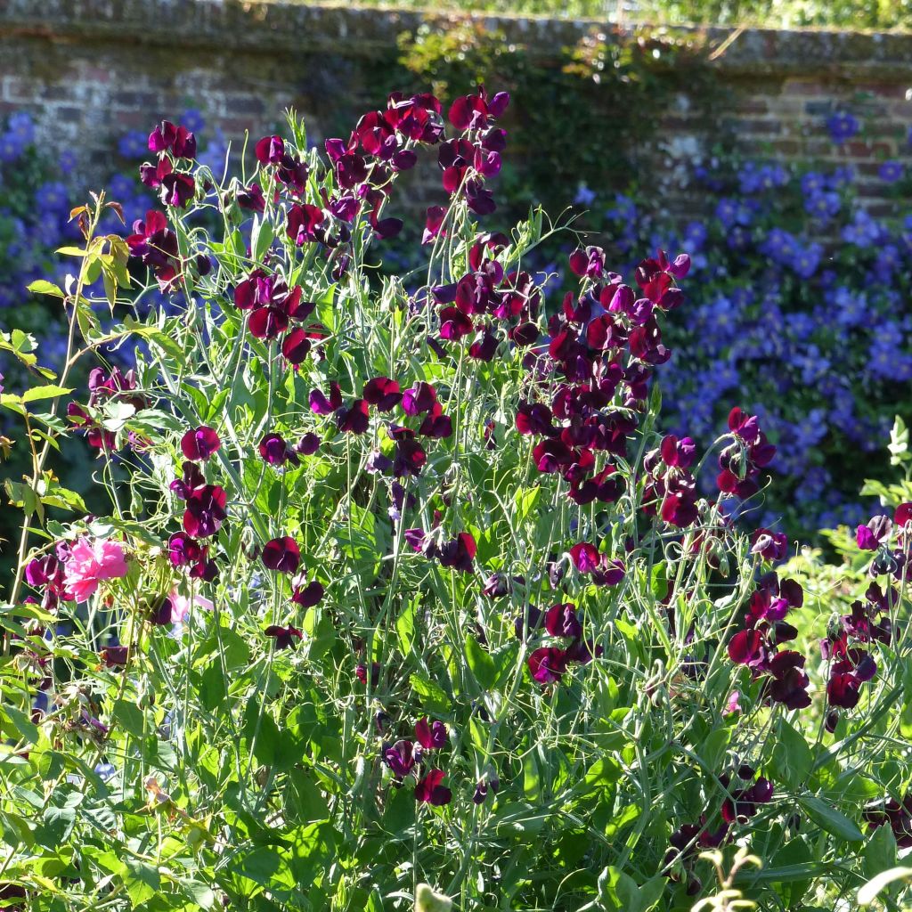 Guisante de olor Beaujolais - Lathyrus odoratus