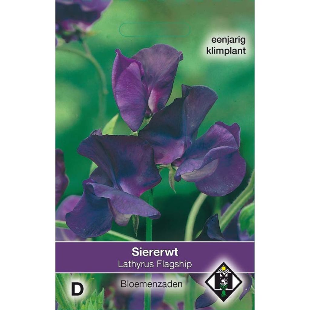 Guisante de olor Flagship - Lathyrus odoratus