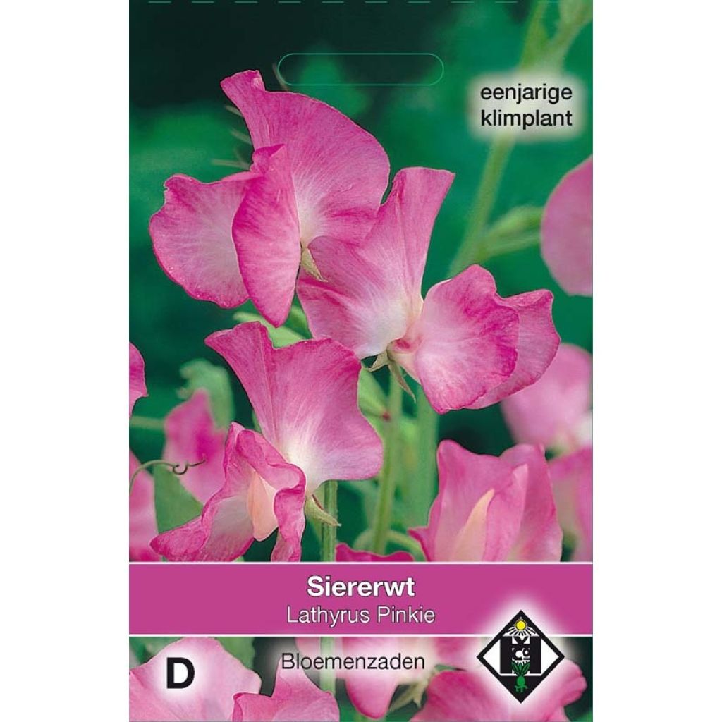 Guisante de olor Pinkie - Lathyrus odoratus