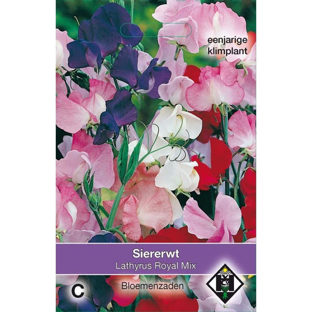 Guisante de olor Royal Mix - Lathyrus odoratus