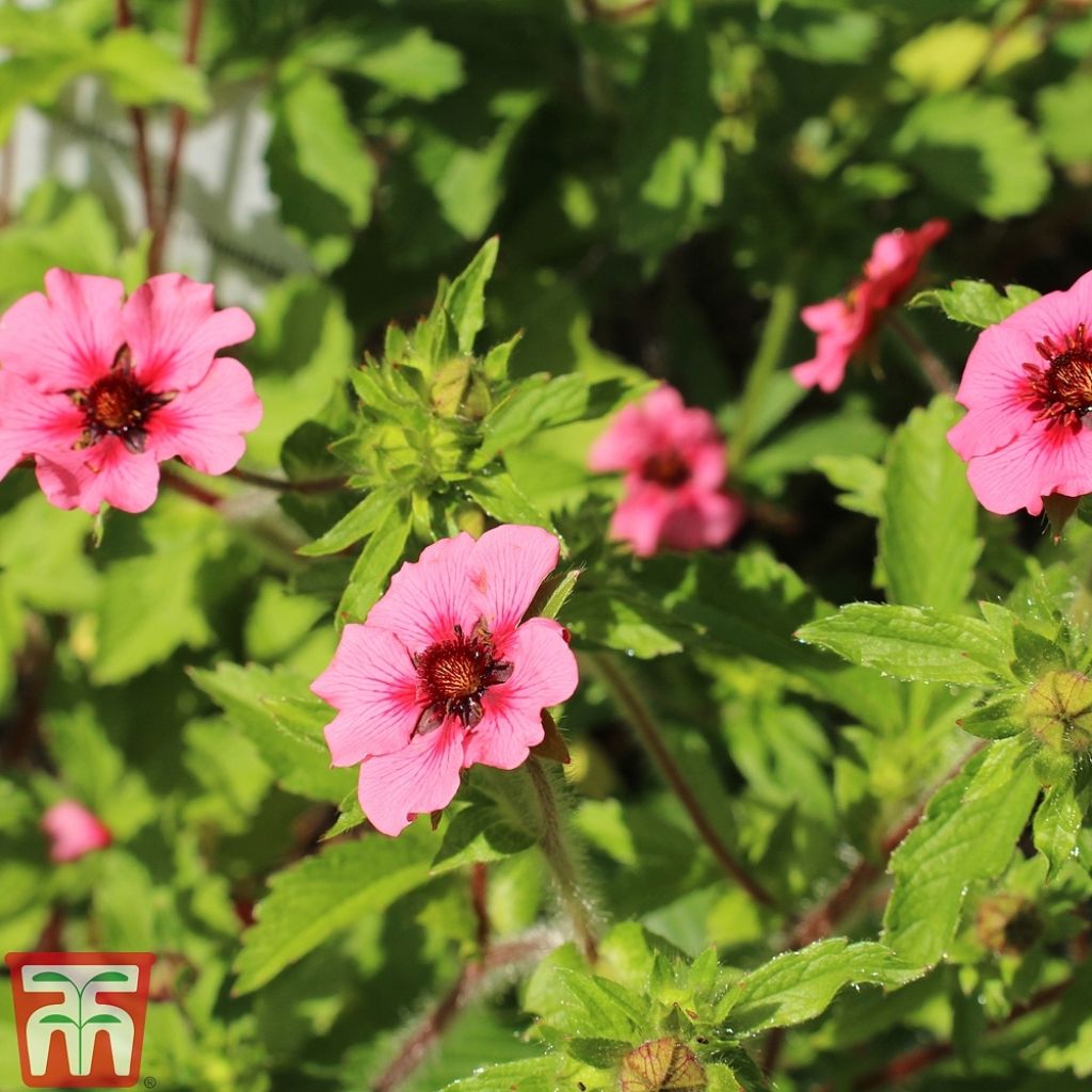 Potentilla nepalensis Helen Jane