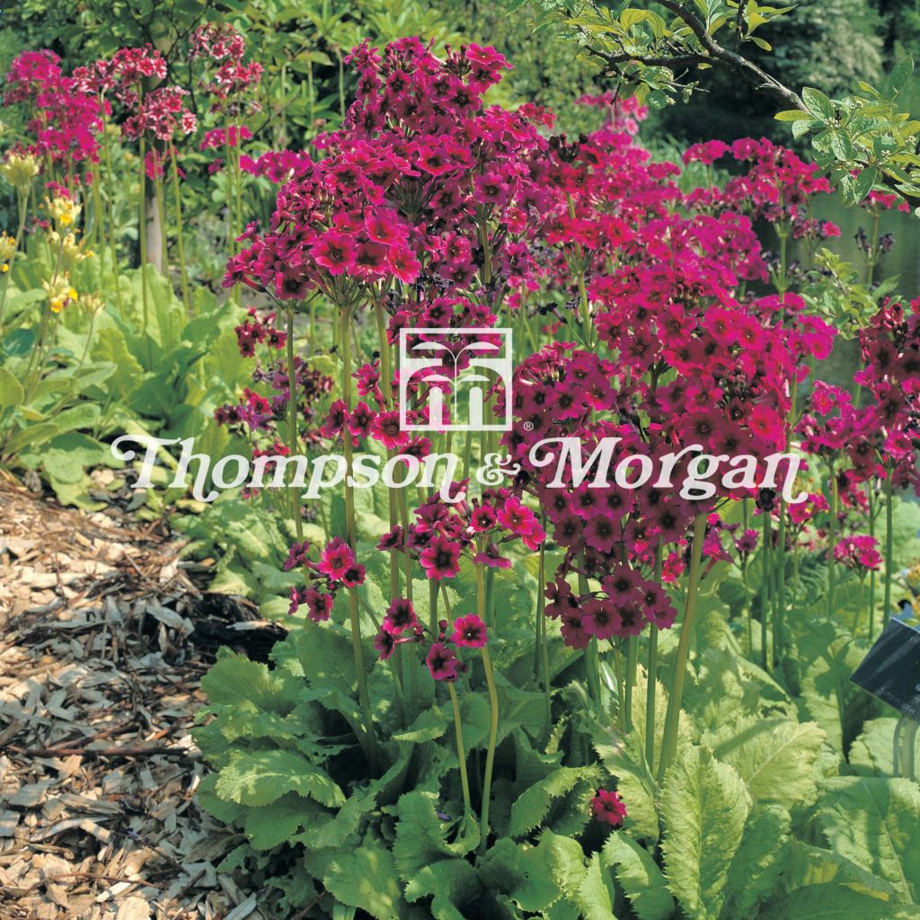 Primula japonica Miller's Crimson