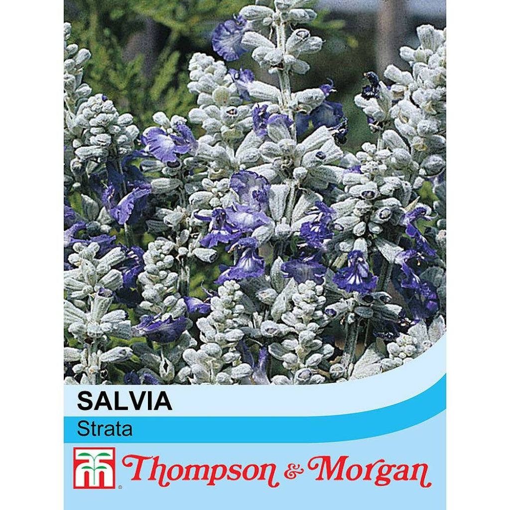 Salvia farinacea Strata - Salvia azul