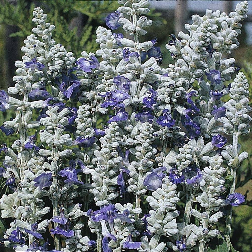 Salvia farinacea Strata - Salvia azul