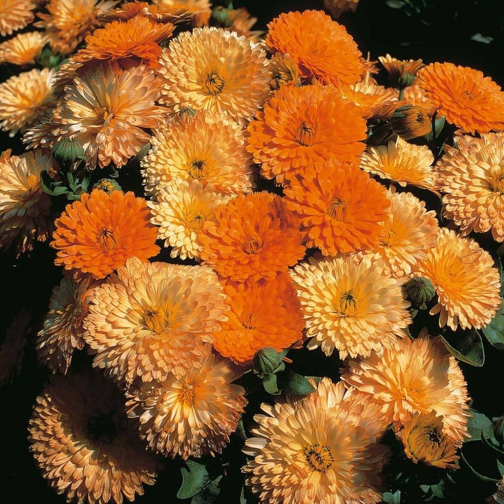 Calendula officinalis nana Apricots & Oranges