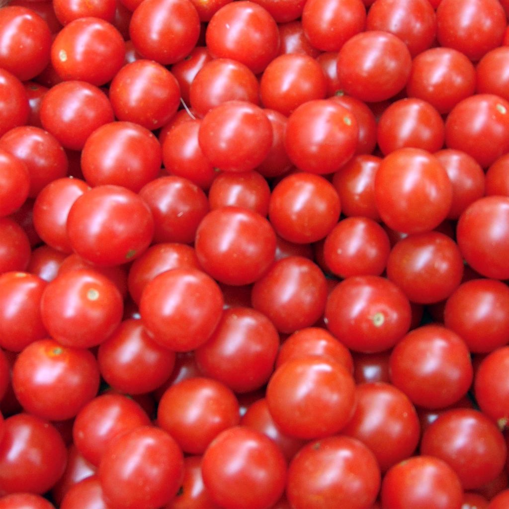 Tomate cherri Crokini F1