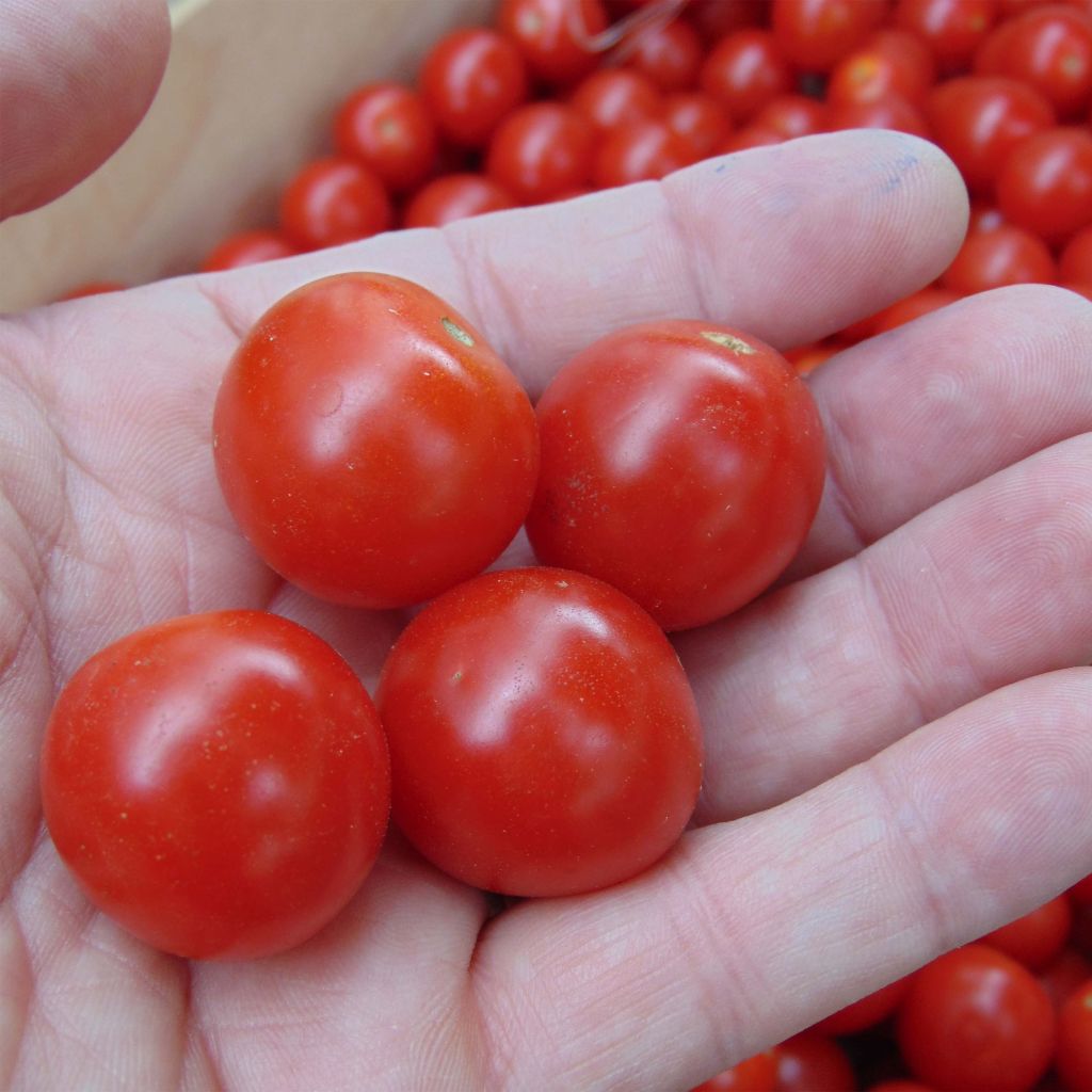 Tomate cherri Crokini F1