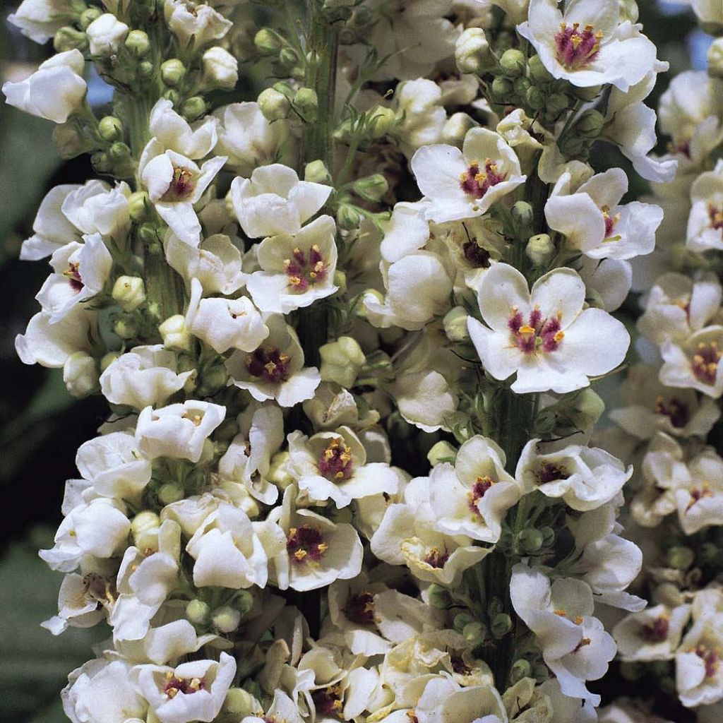 Verbascum chaixii Album (semillas)