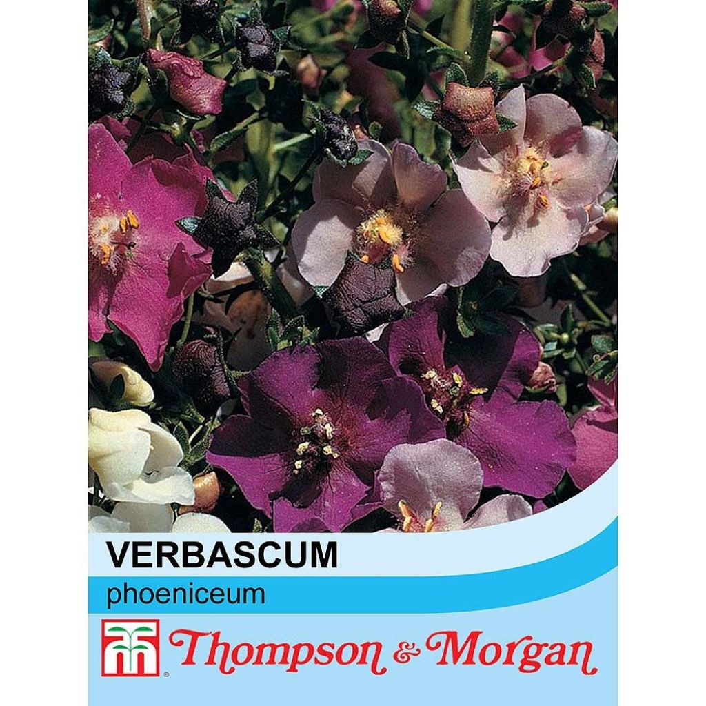 Verbascum phoeniceum Mix