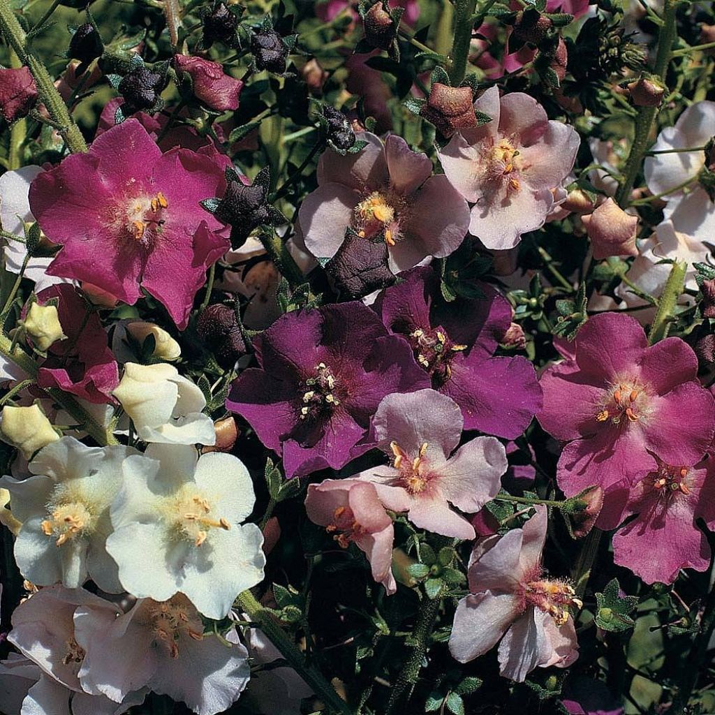 Verbascum phoeniceum Mix