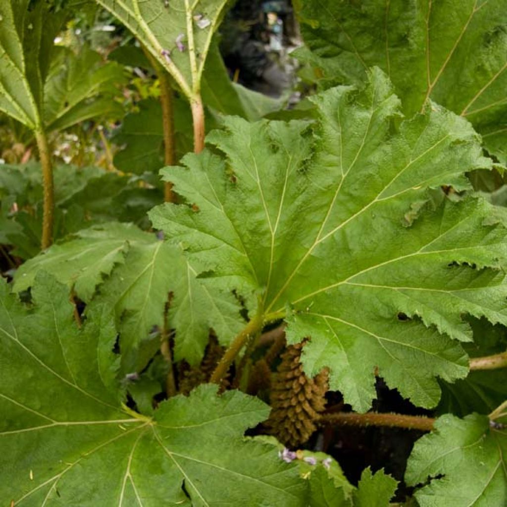 Gunnera manicata - Hojas gigantes