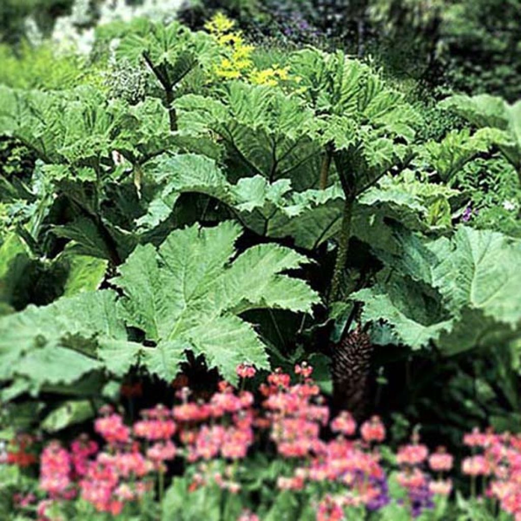 Gunnera manicata - Hojas gigantes