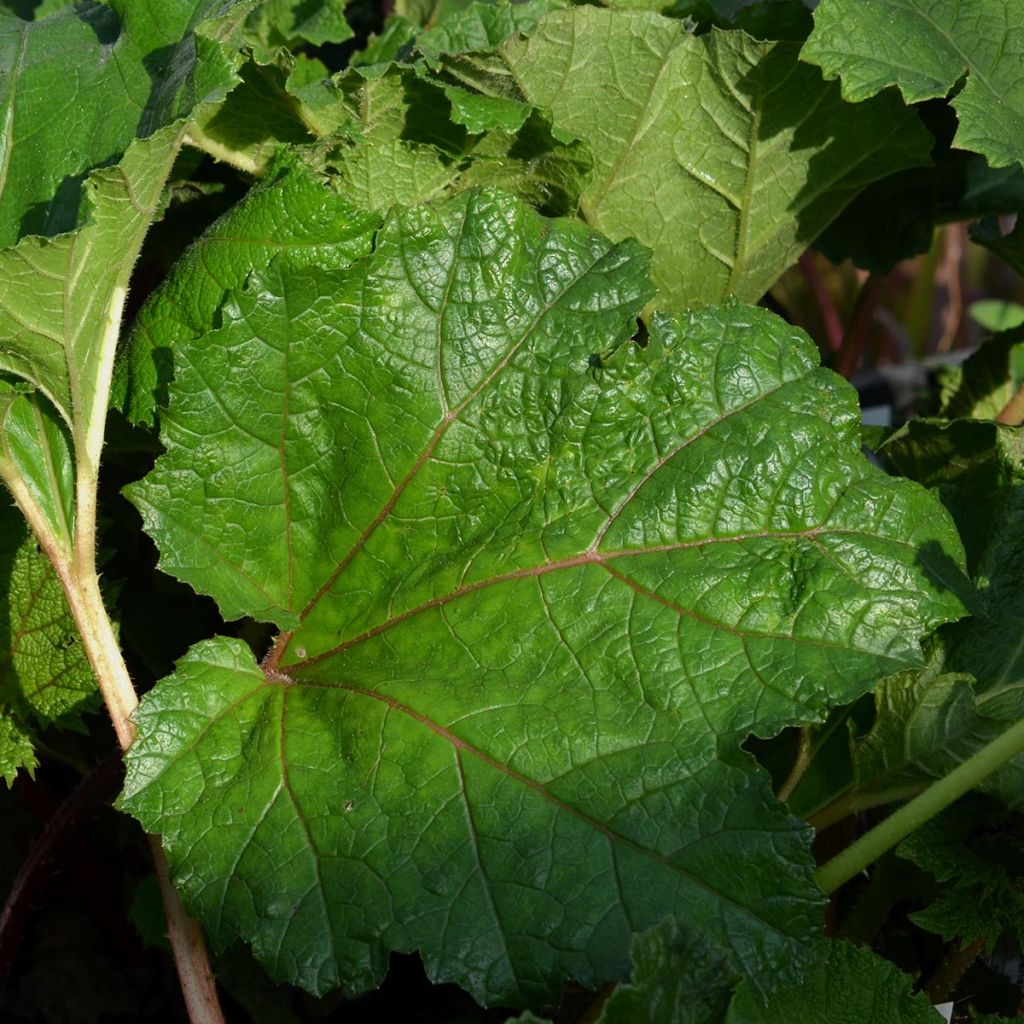 Gunnera manicata - Hojas gigantes