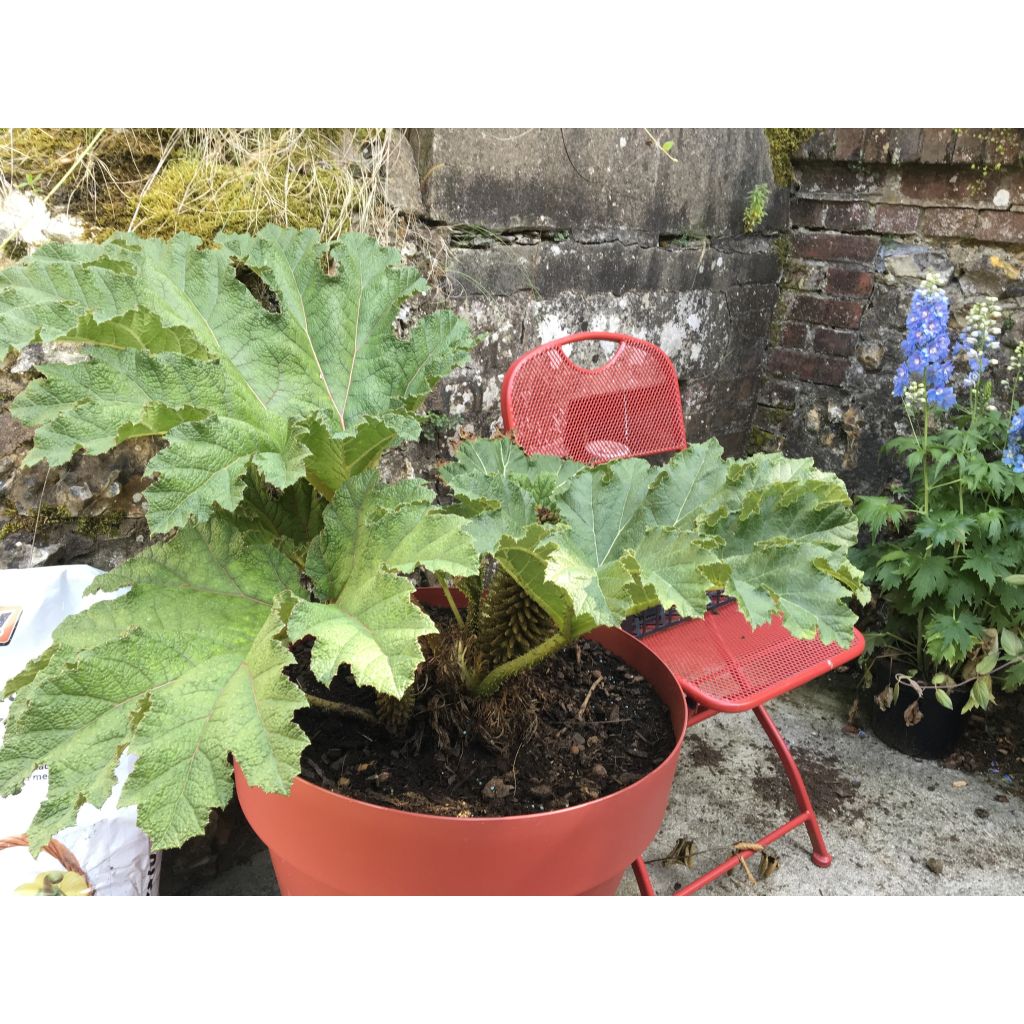 Gunnera manicata - Hojas gigantes