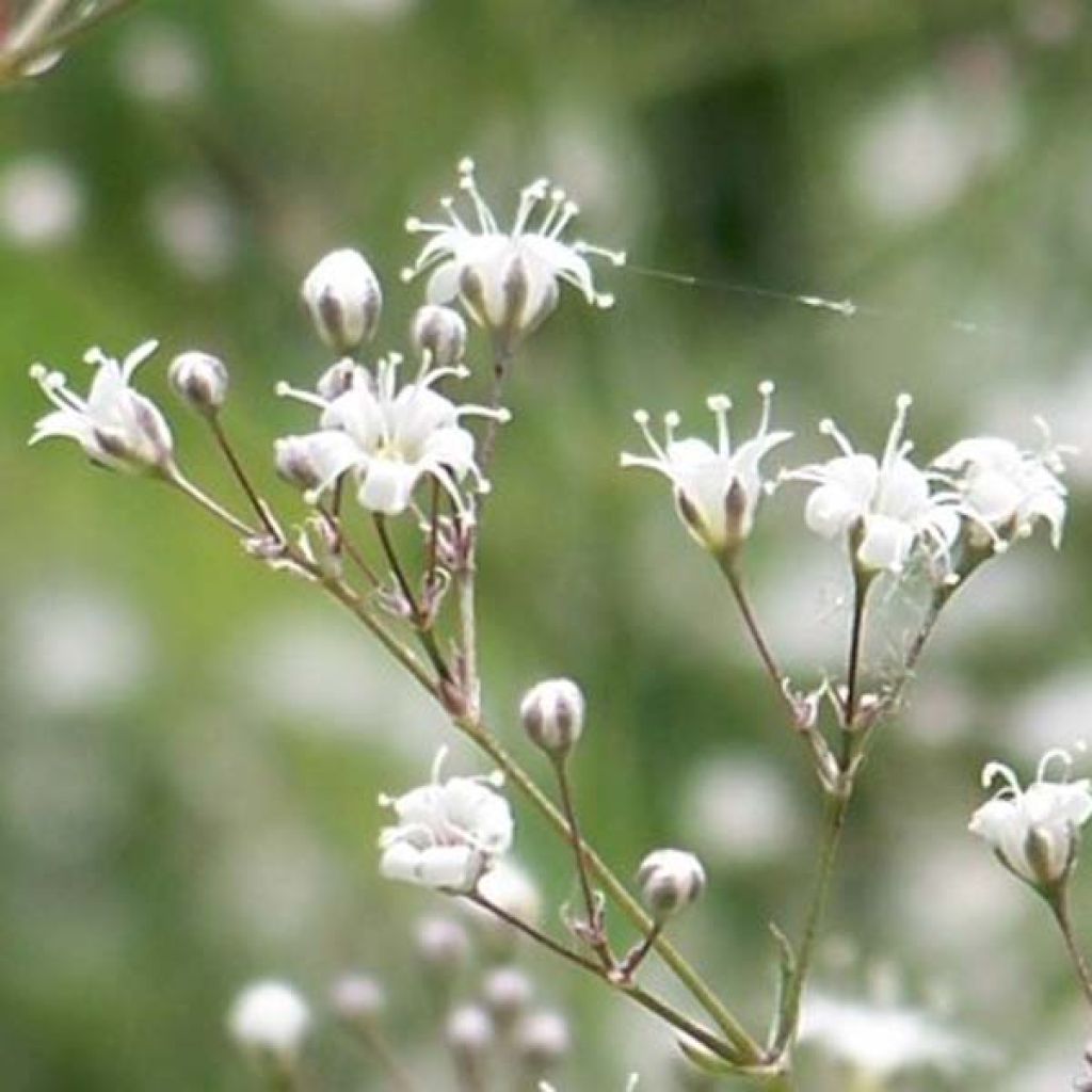 Gypsophile hybride white festival