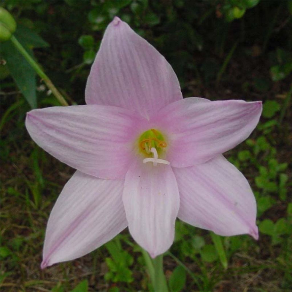 Habranthus robustus - Cebolleta rosada