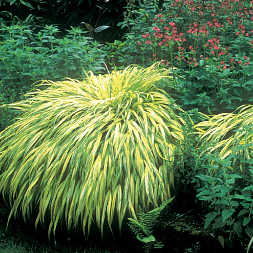 Hakonechloa macra Aureola