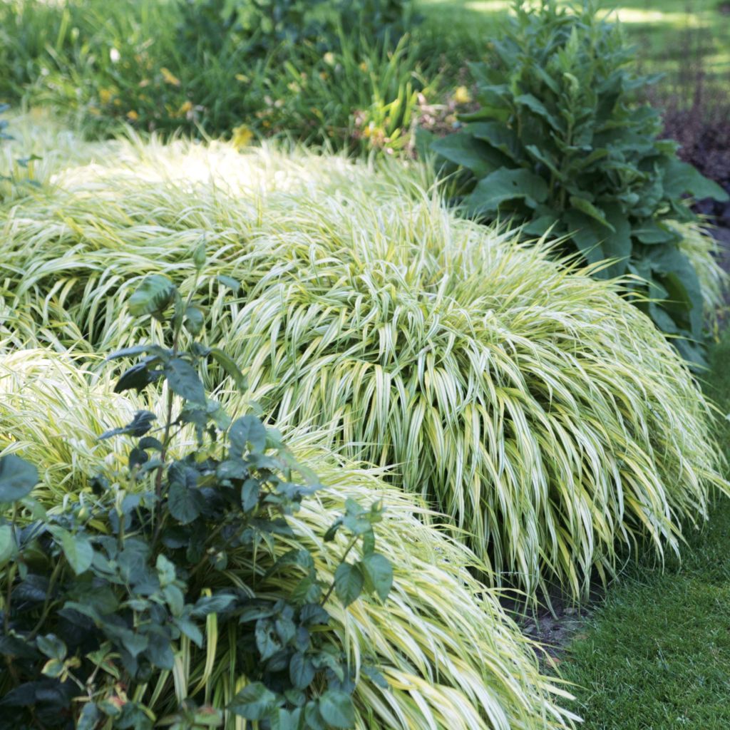 Hakonechloa macra Aureola