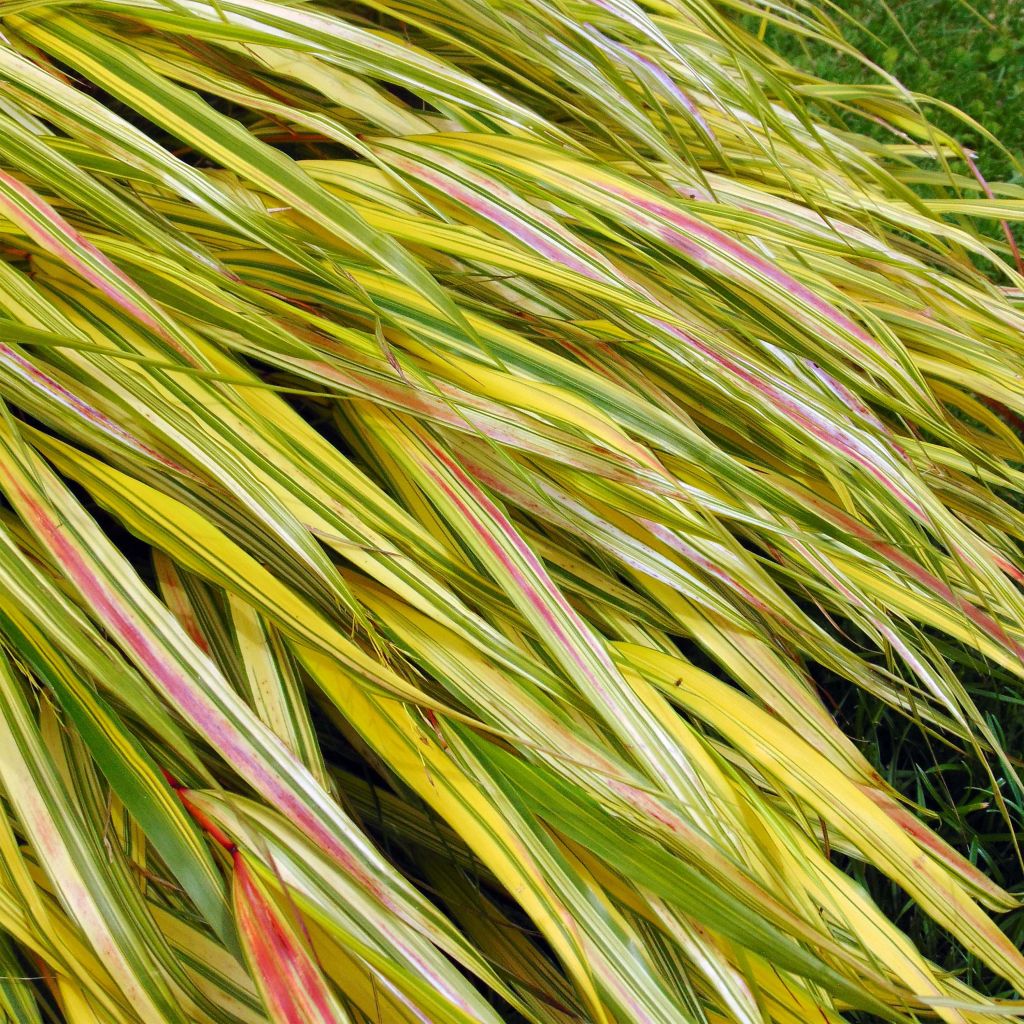 Hakonechloa macra Aureola