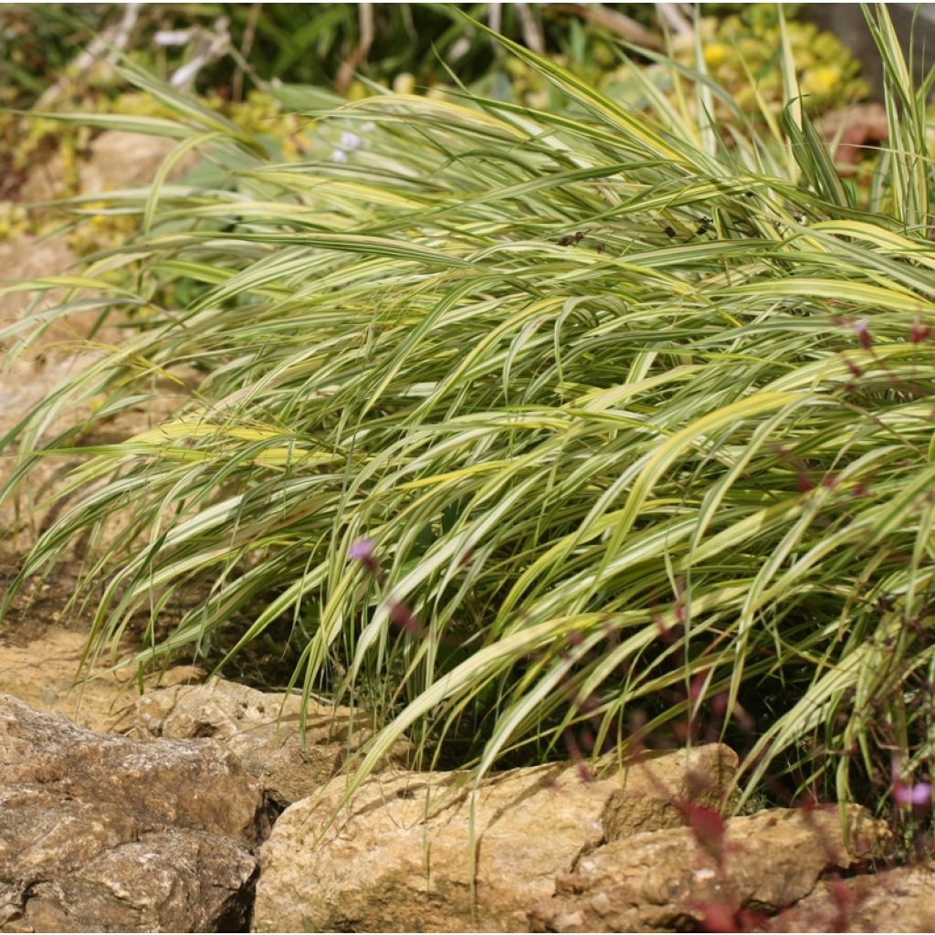 Hakonechloa macra Naomi