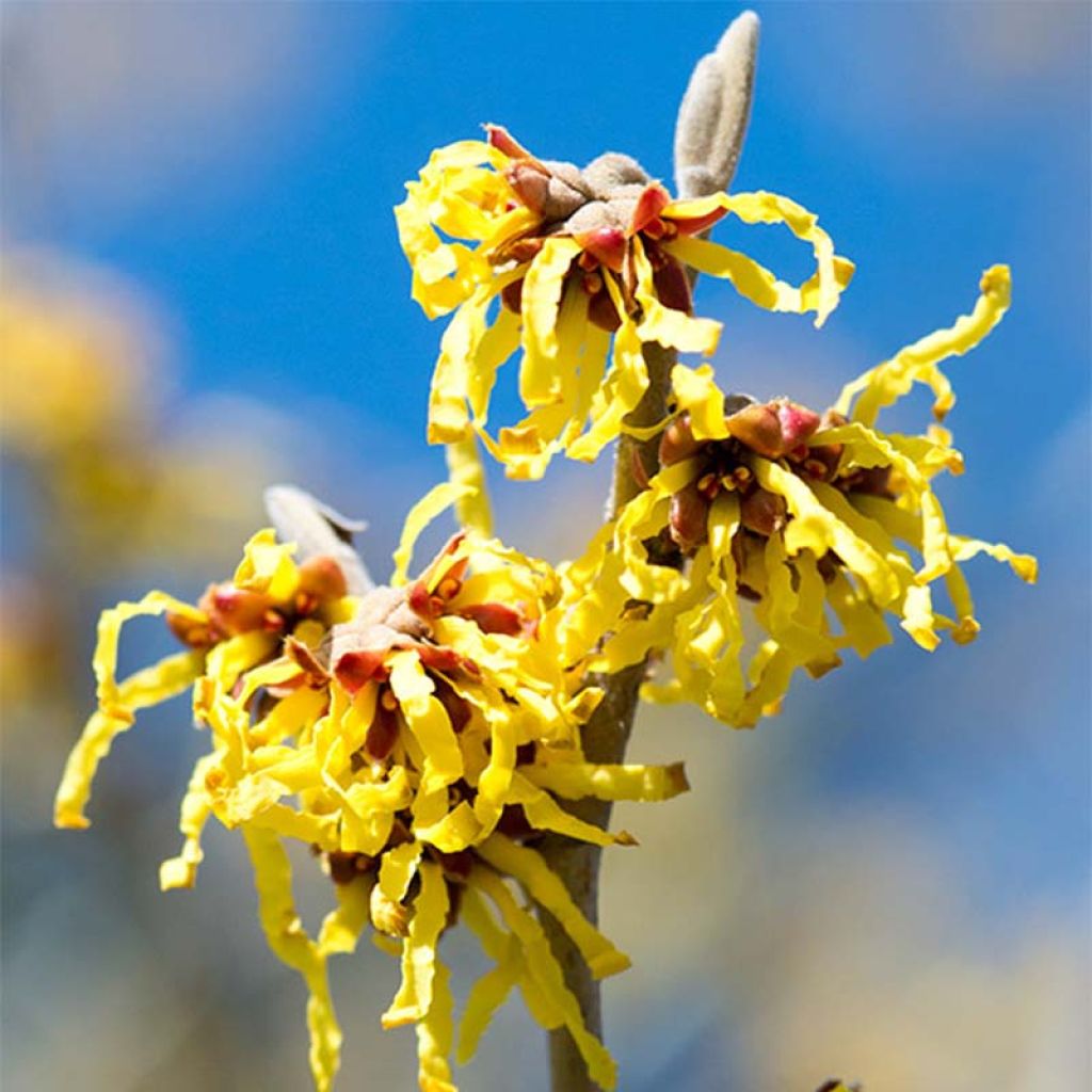 Hamamelis intermedia Arnold Promise