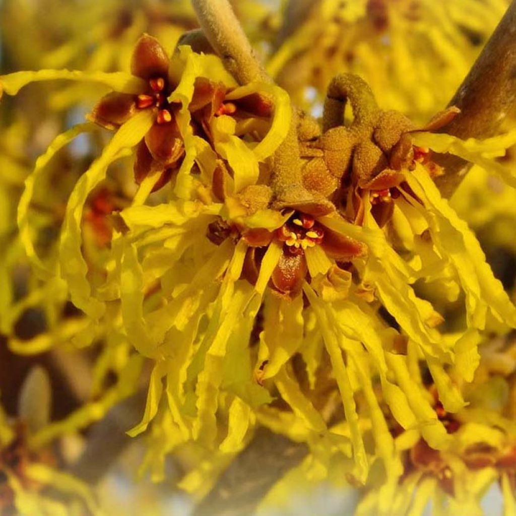 Hamamelis intermedia Arnold Promise