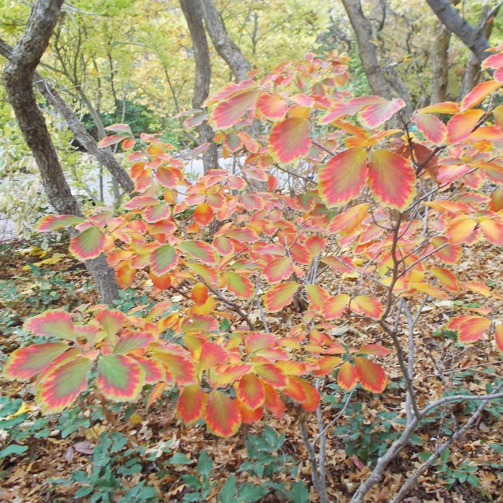 Hamamelis intermedia Arnold Promise