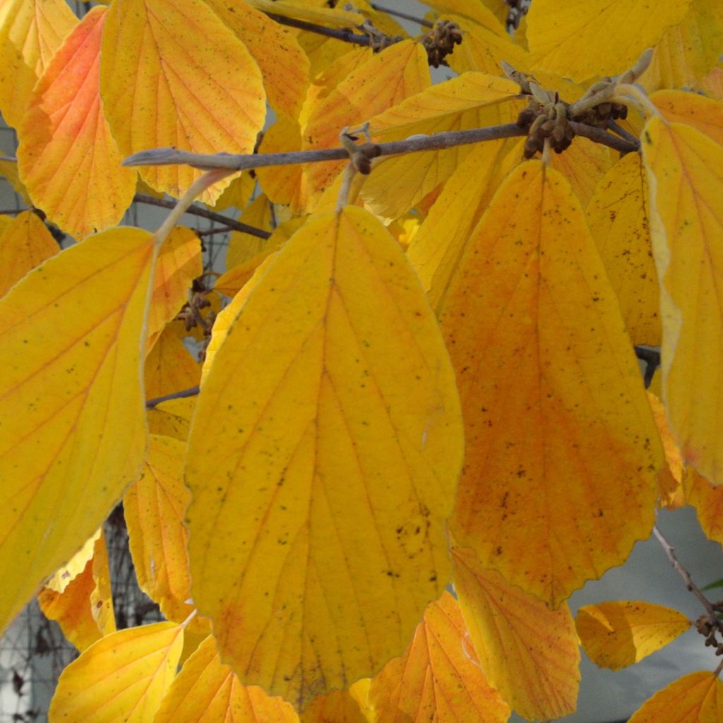 Hamamelis intermedia Arnold Promise