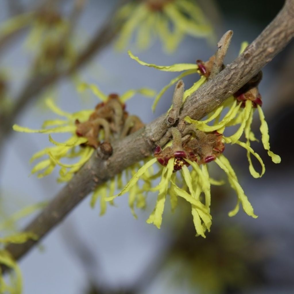 Hamamelis intermedia Arnold Promise