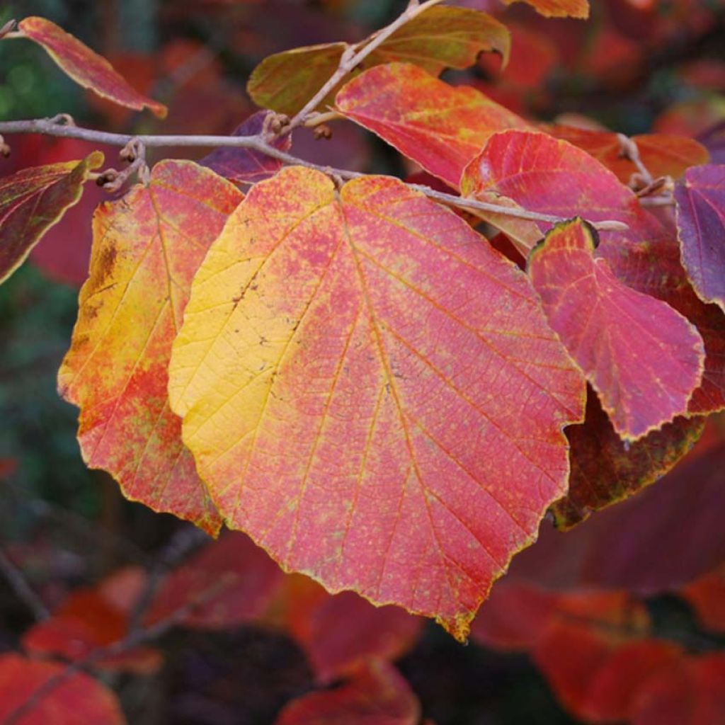 Hamamelis intermedia Ruby Glow