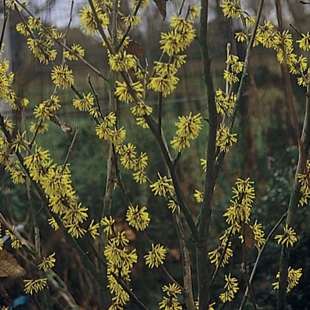 Hamamelis mollis Pallida