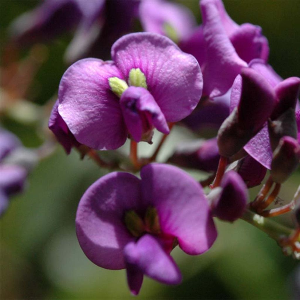 Hardenbergia violacea - Guisante de coral púrpura