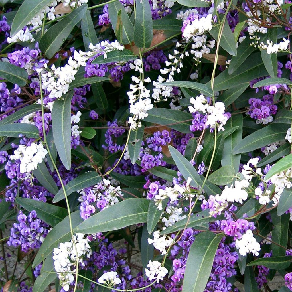 Hardenbergia violacea - Guisante de coral púrpura