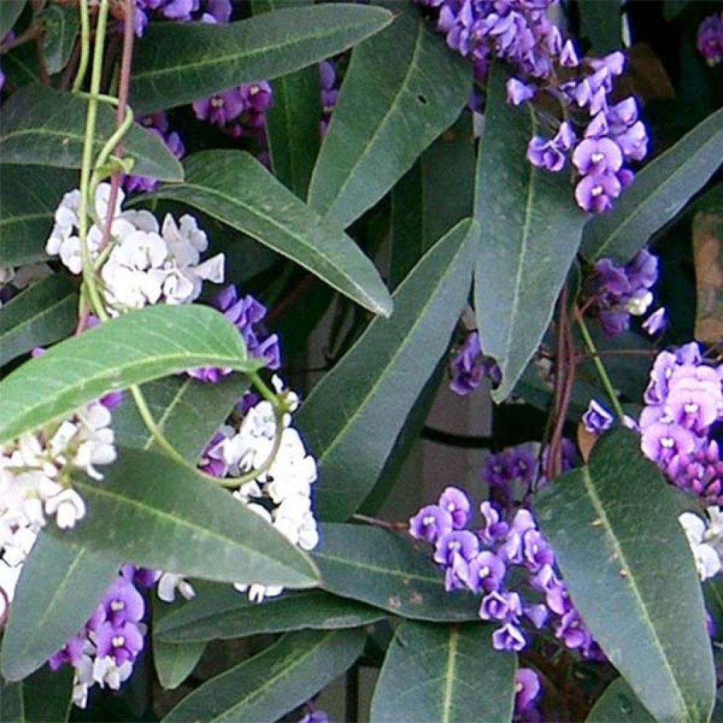 Hardenbergia violacea - Guisante de coral púrpura