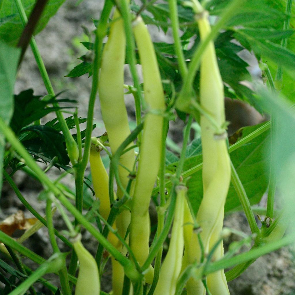 Haricot Mangetout à rames Goldmarie Bio - Ferme de Sainte Marthe 