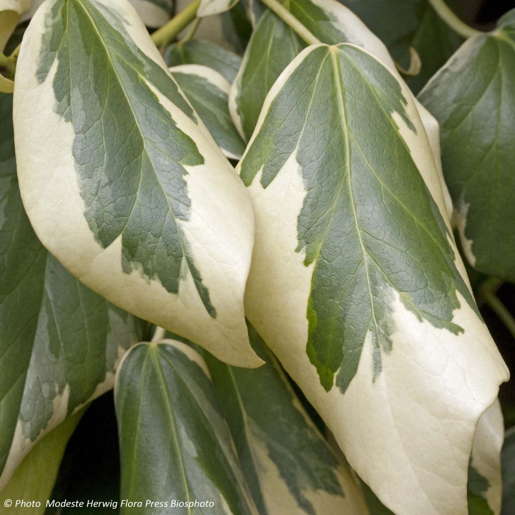 Hiedra de Persia Dentata Variegata