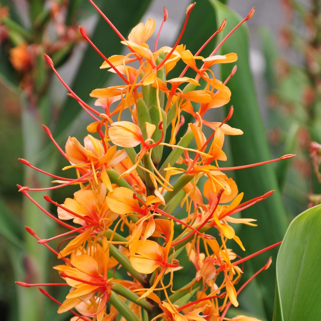 Hedychium coccineum Tara (rizomas)