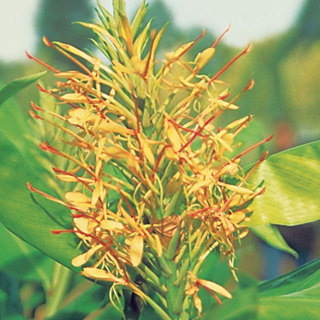 Hedychium gardnerianum - Longose