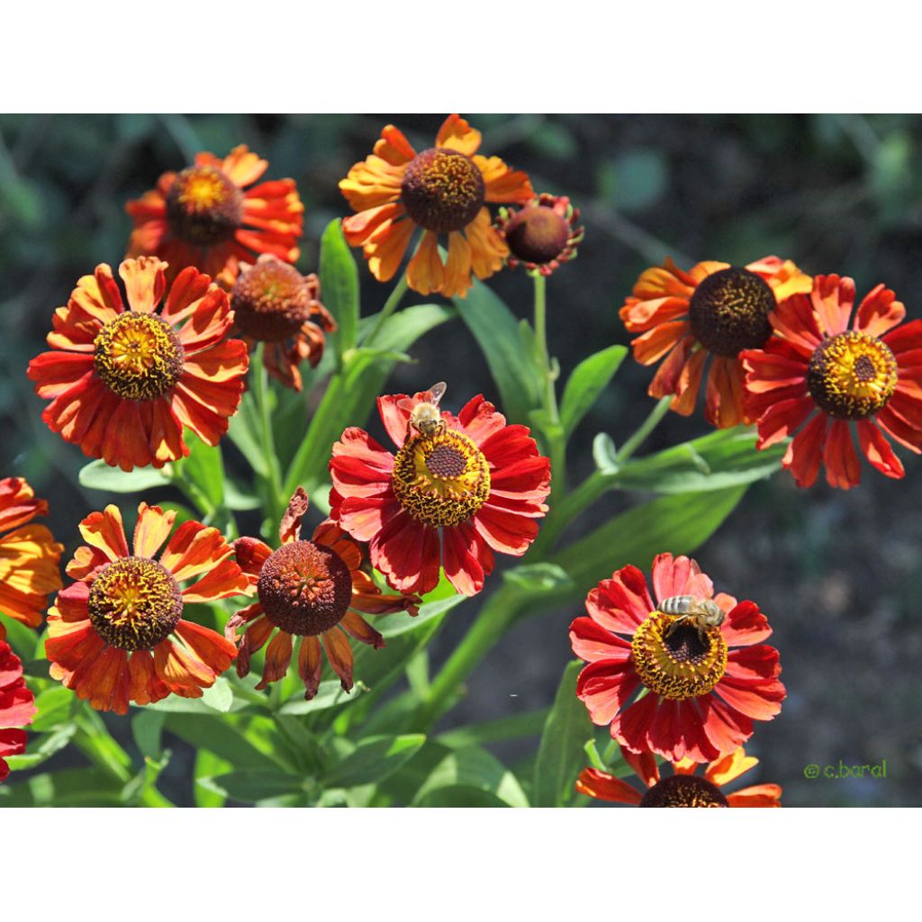 Helenium Kupferswerg